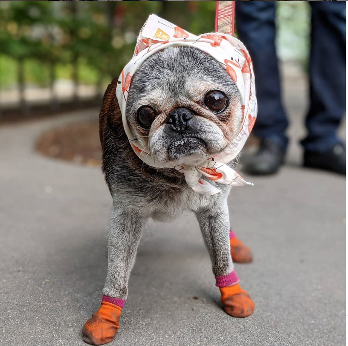 August 16, 2020: Suji Sunday!
