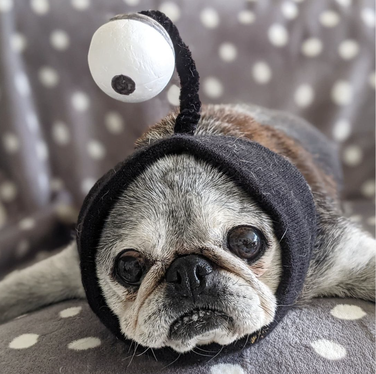 November 7, 2021: Suji Sunday!