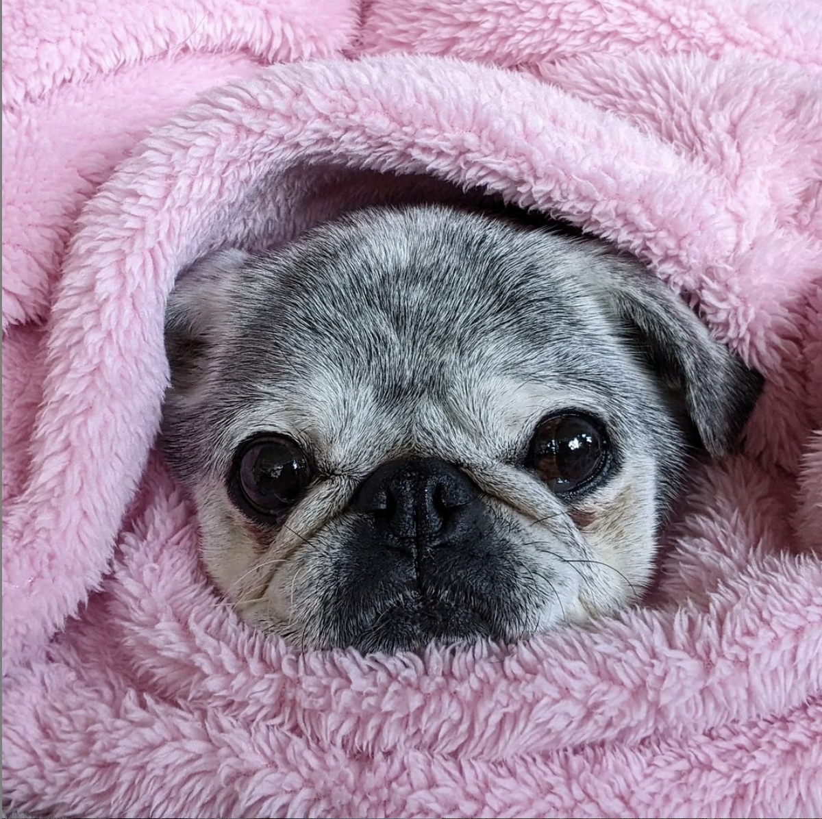 January 16, 2022: Suji Sunday!