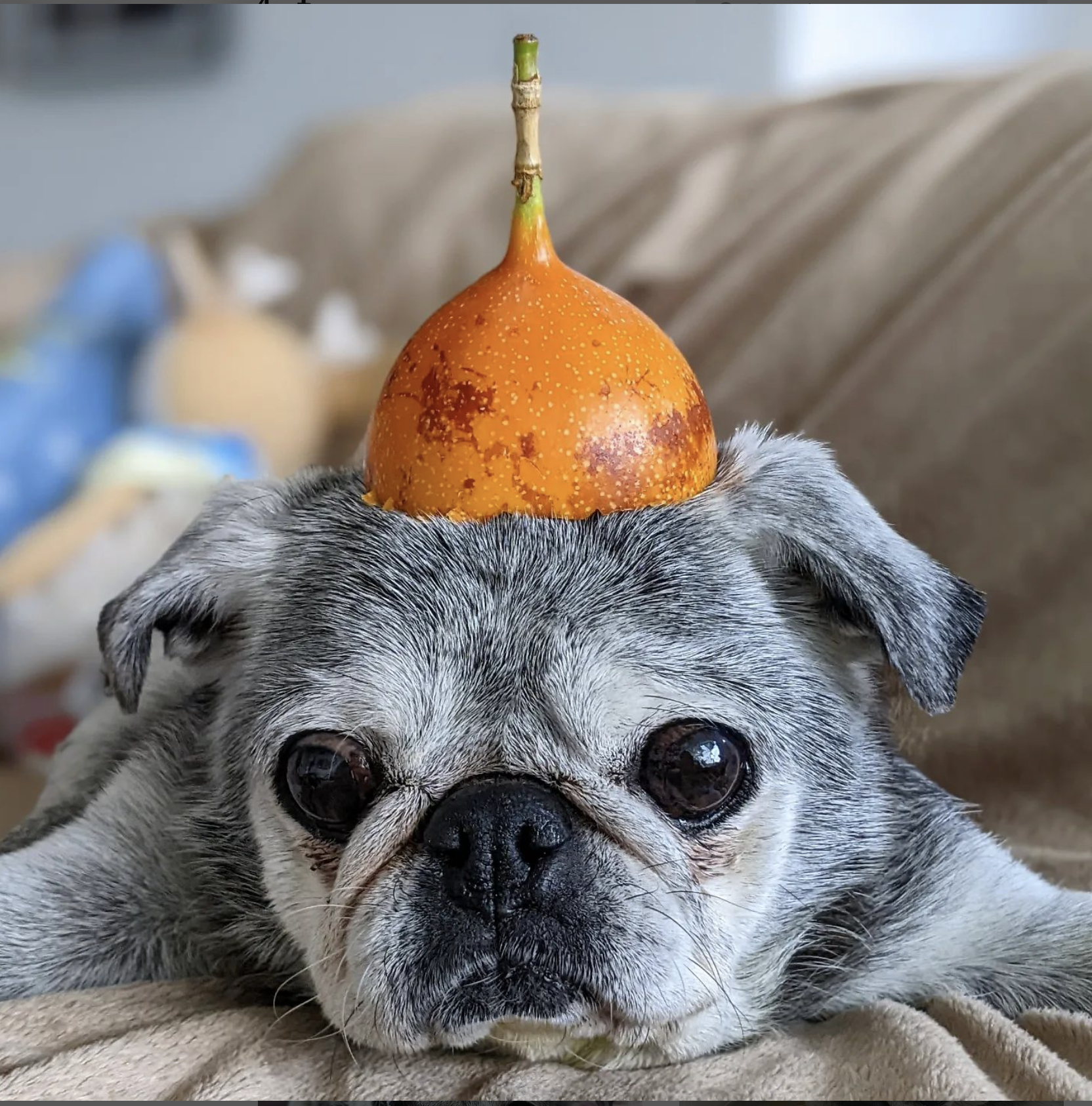 February 20, 2022: Suji Sunday!
