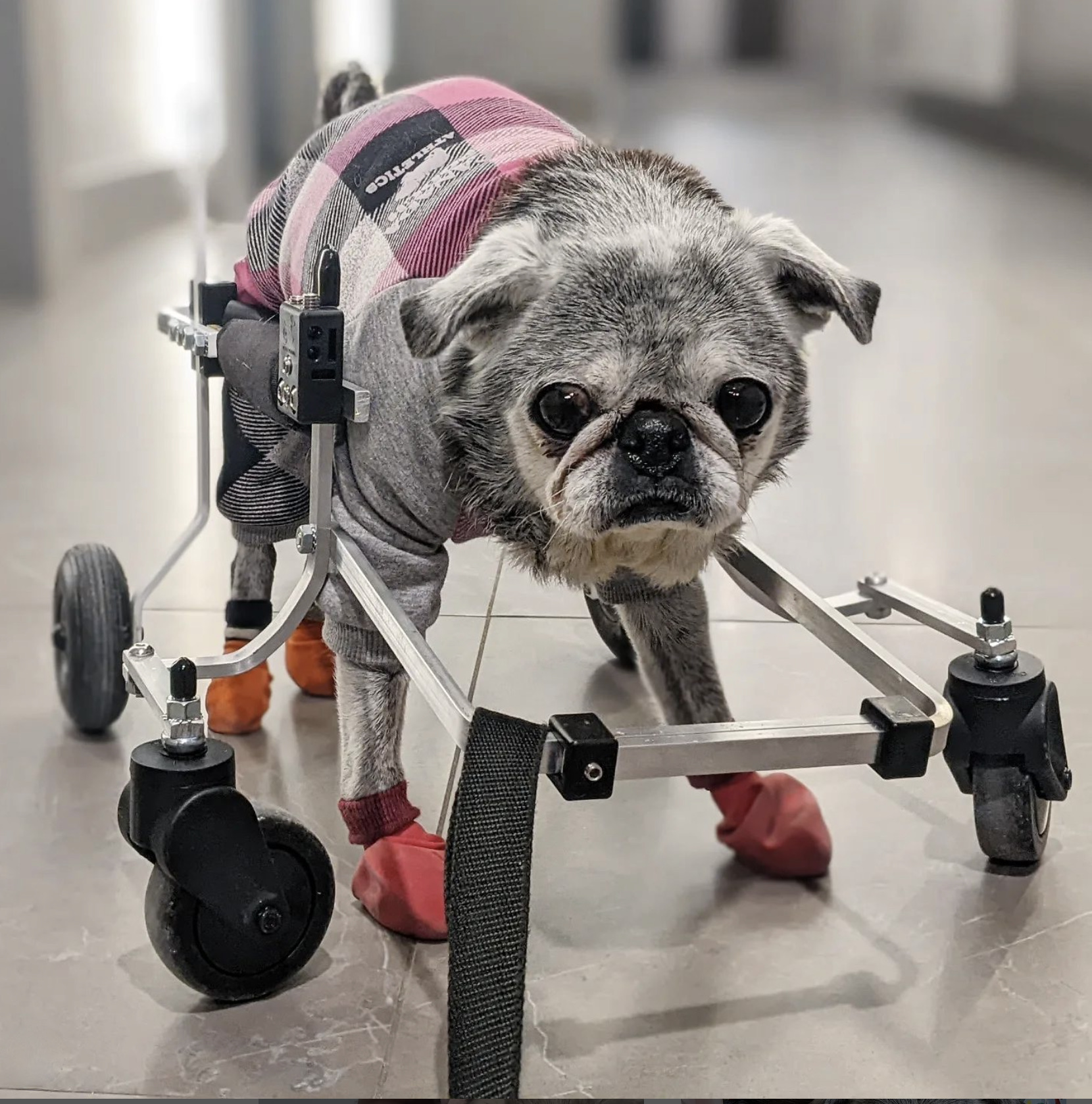 February 27, 2022: Suji Sunday!