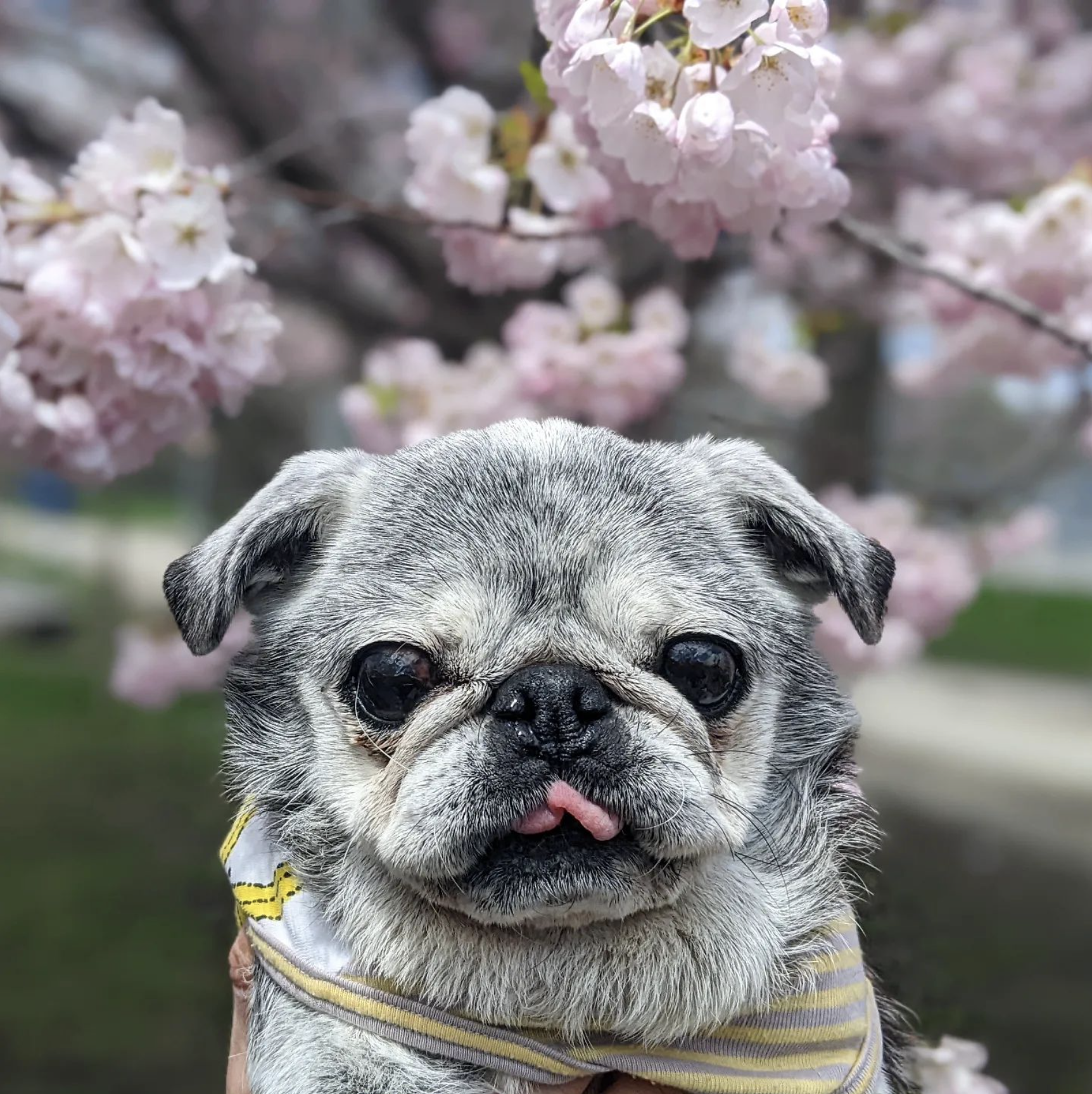 May 15, 2022: Suji Sunday!