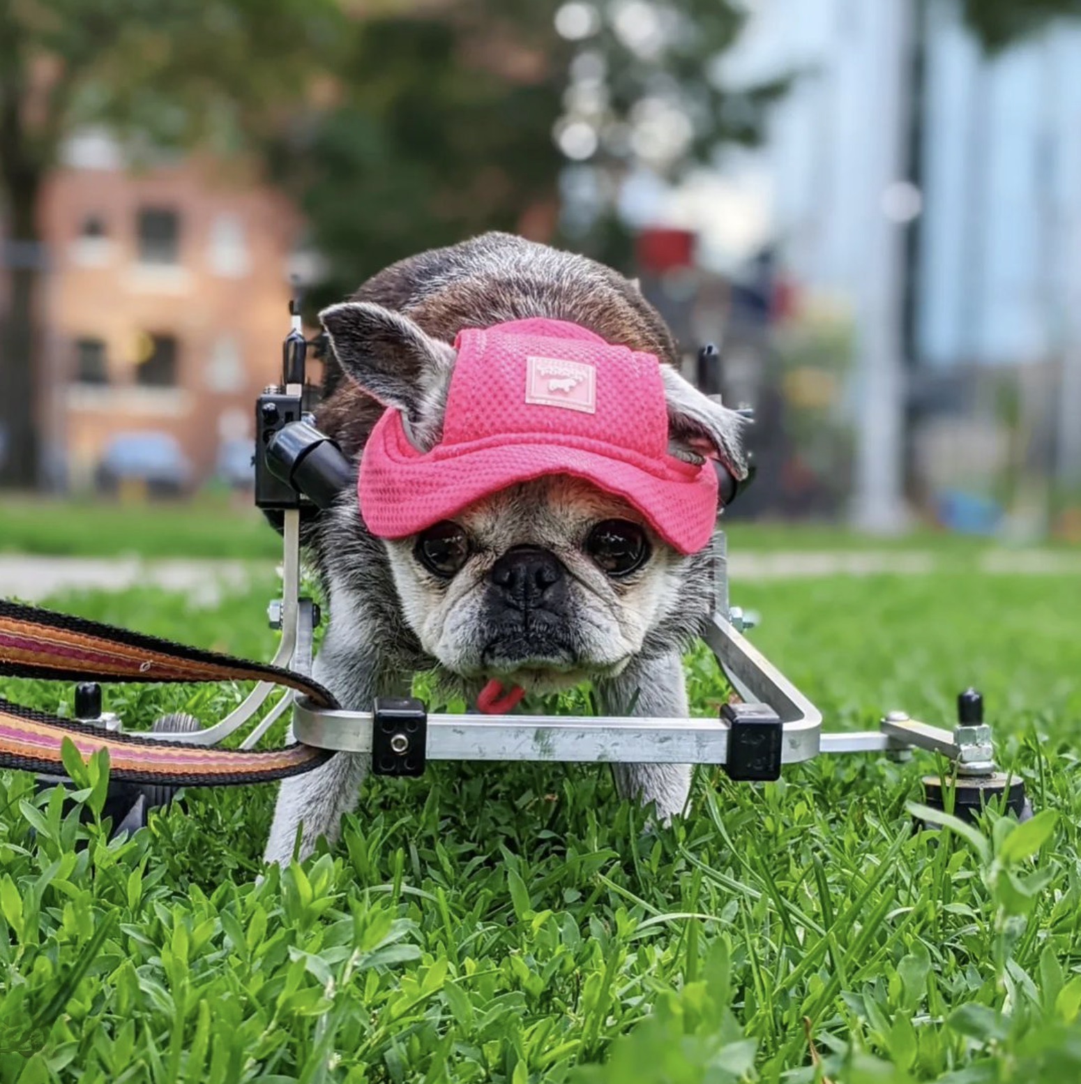 July 31, 2022: Suji Sunday!
