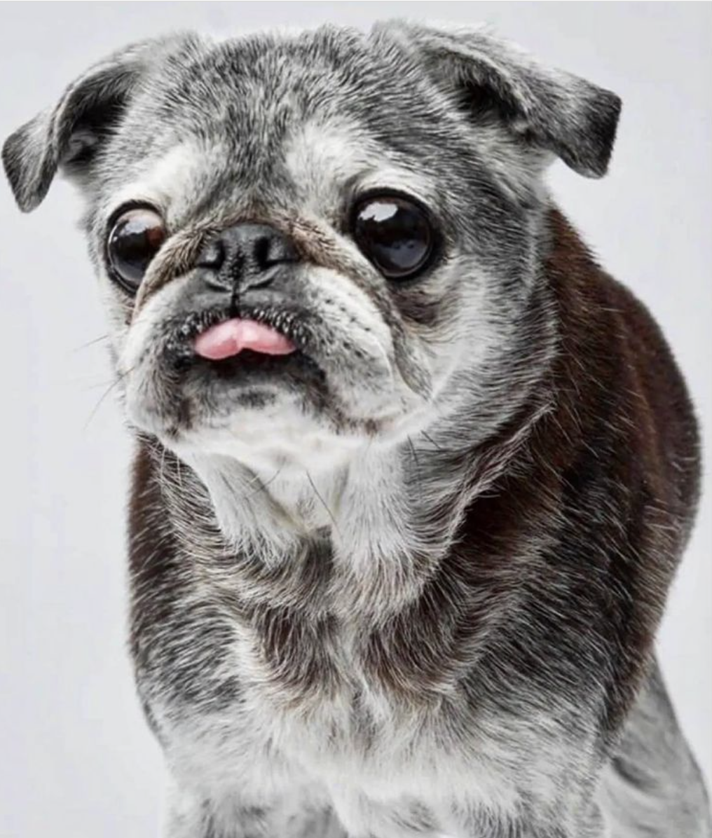 September 27, 2022: Projects on deck and Suji mad as heck!