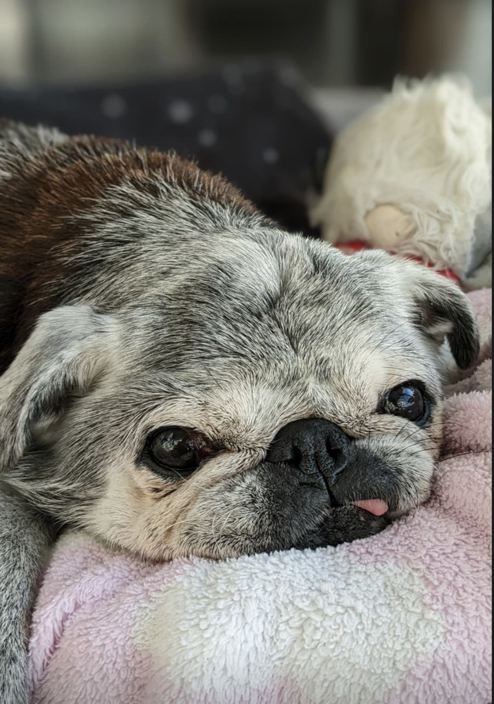 November 5, 2022: Suji Sunday!