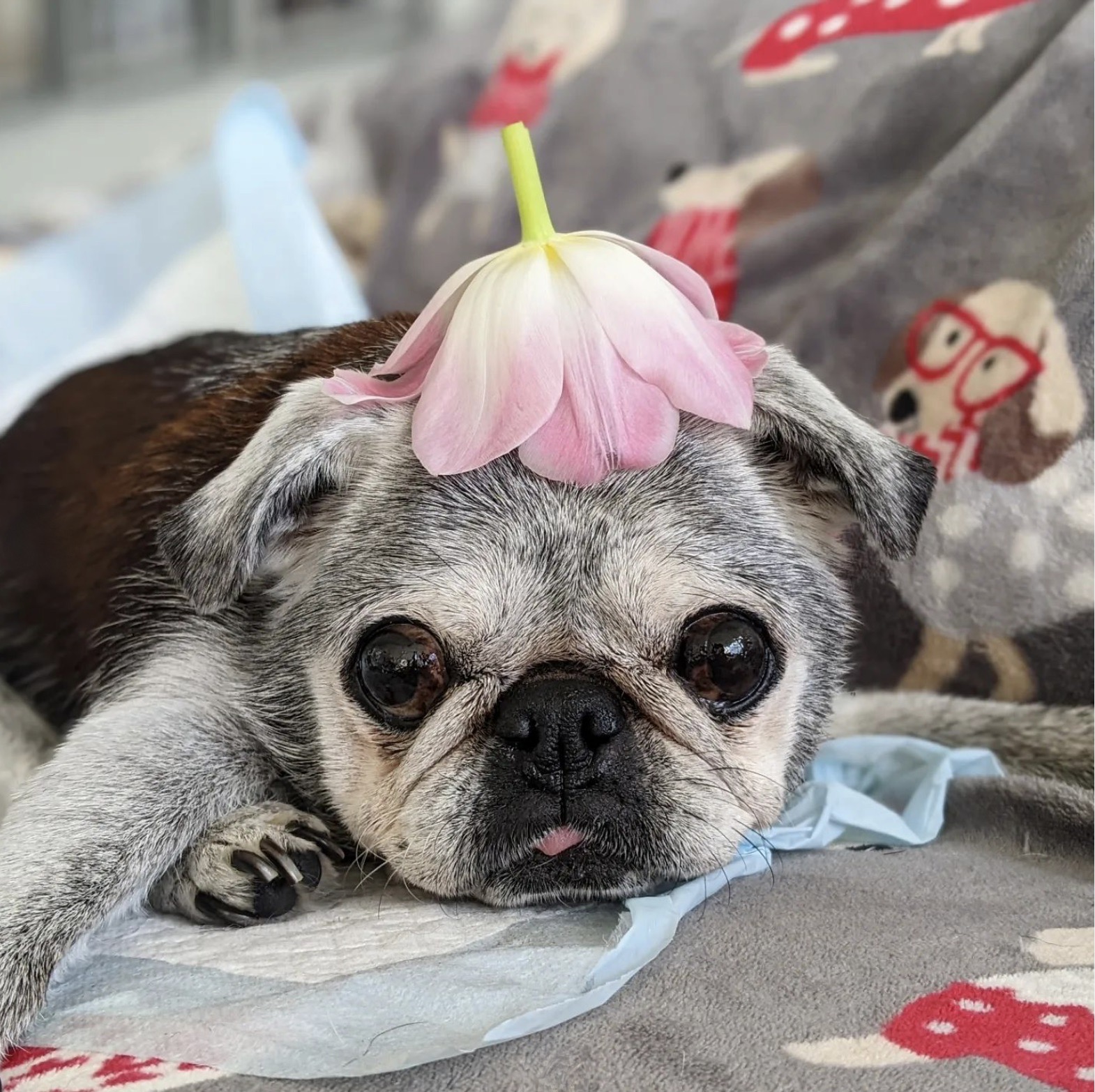 November 13, 2022: Suji Sunday!