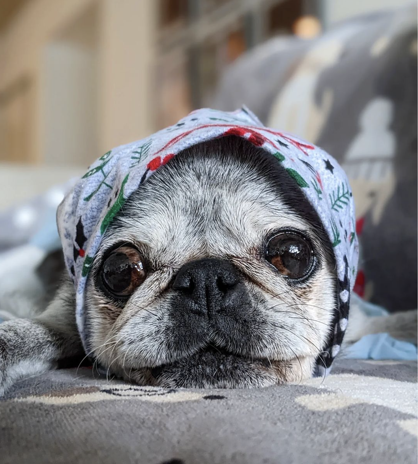 December 11, 2022: Suji Sunday!