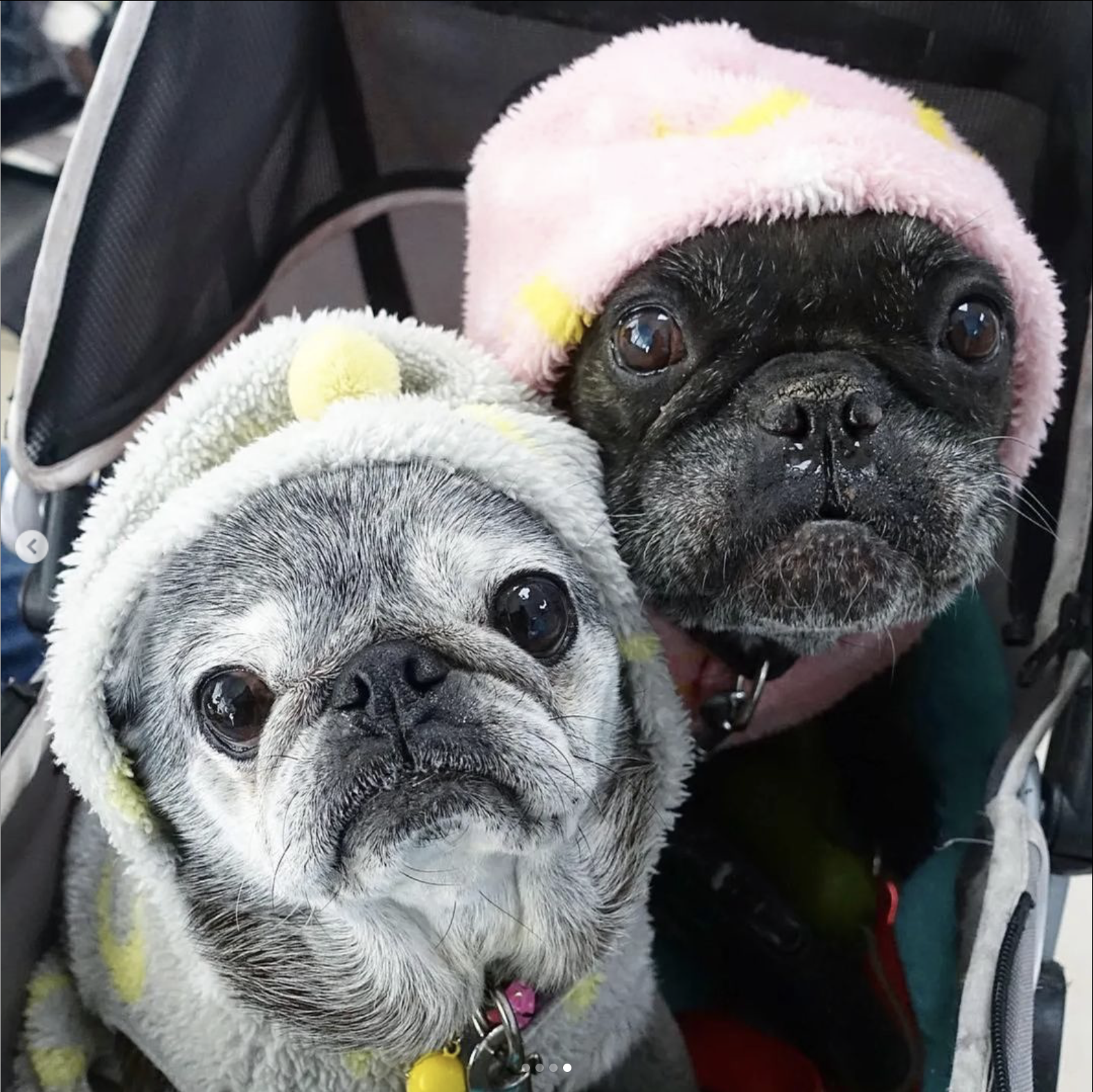 January 15, 2023: Suji Sunday!