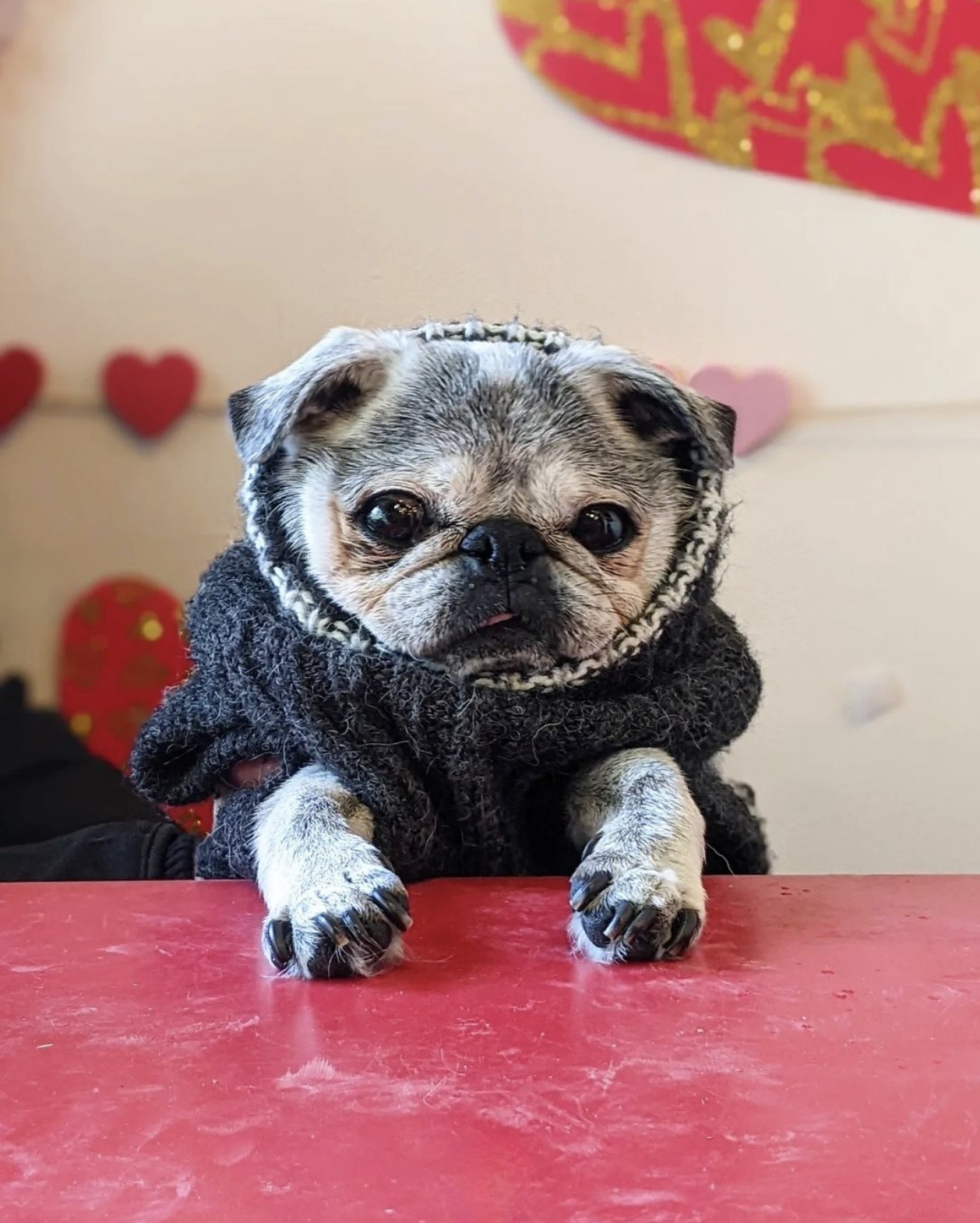 February 26, 2023: Suji Sunday!