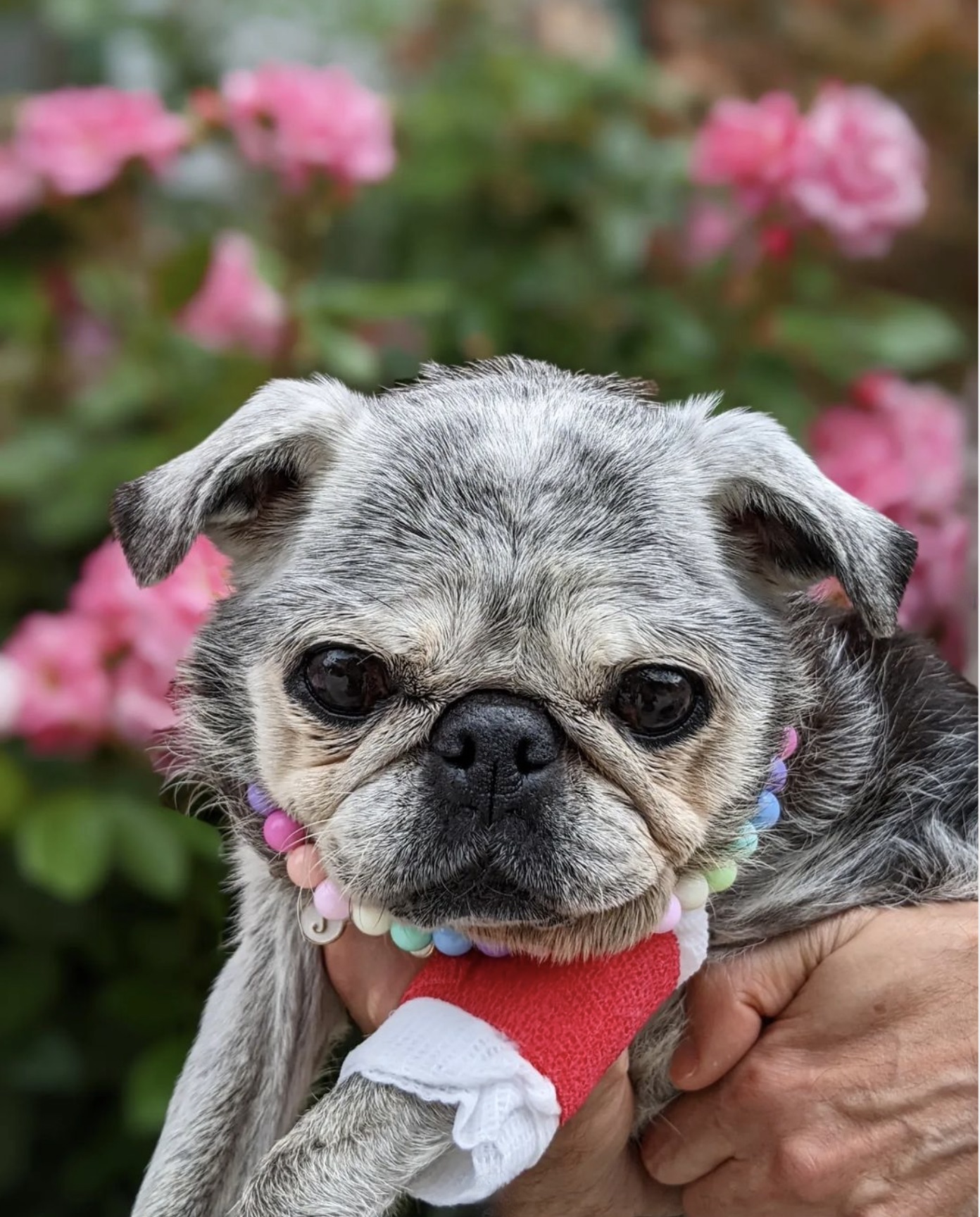 August 20, 2023: Suji Sunday!