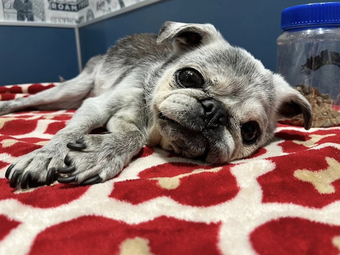 September 24, 2023: A Final Suji Sunday!