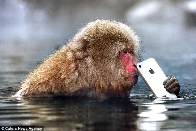 My Snow Monkeys commence their quest for back to back titles!